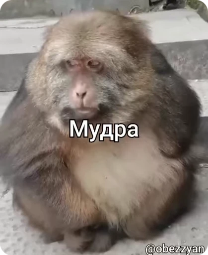 ☝️ Стикер «БибиНевс» для Telegram