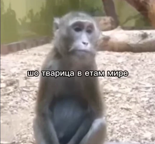 🌟 Стикер «БибиНевс» для Telegram