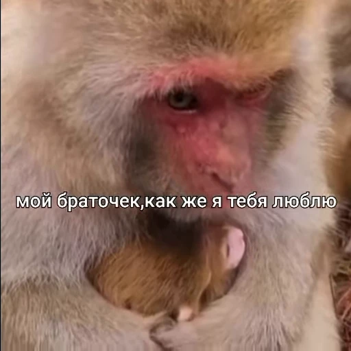 🌟 Стикер «БибиНевс» для Telegram