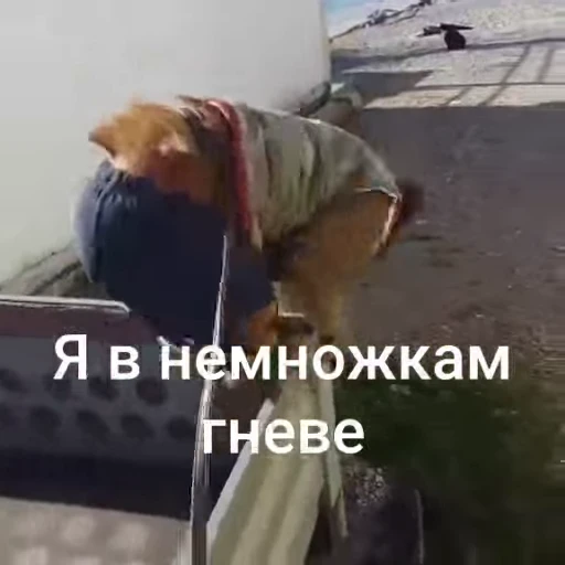 😡 Стикер «БибиНевс» для Telegram