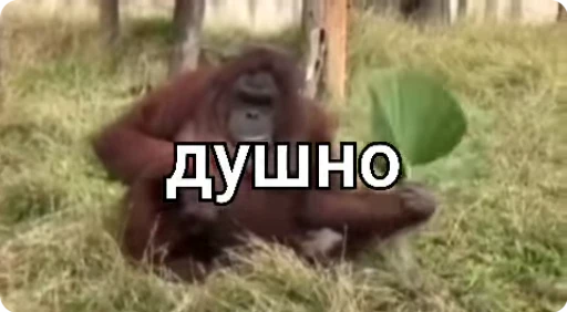 ☘ Стикер «БибиНевс» для Telegram