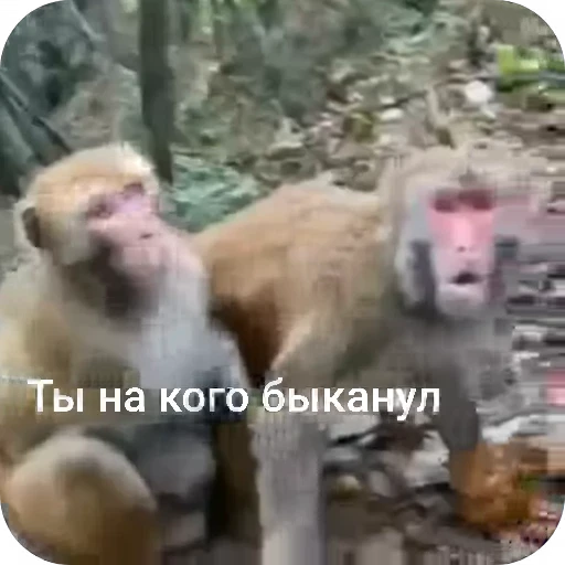 😡 Стикер «БибиНевс» для Telegram