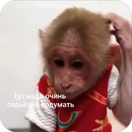 🧐 Стикер «БибиНевс» для Telegram