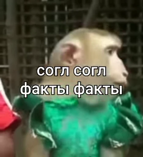 ☺️ Стикер «БибиНевс» для Telegram