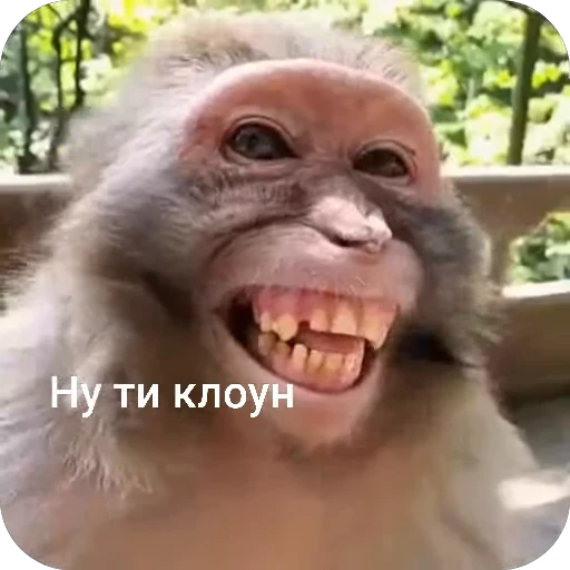😅 Стикер «БибиНевс» для Telegram