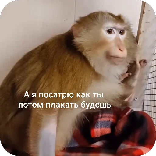 😏 Стикер «БибиНевс» для Telegram
