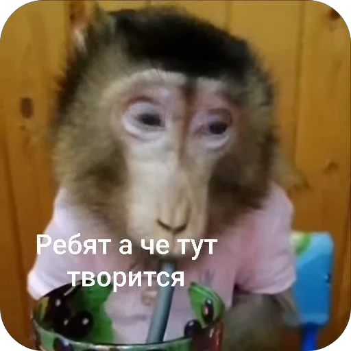 🤨 Стикер «БибиНевс» для Telegram