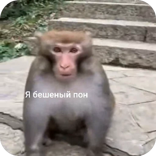 😡 Стикер «БибиНевс» для Telegram
