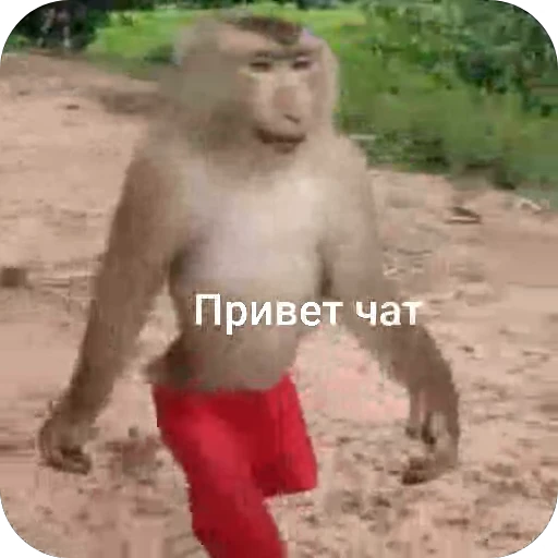 Стикерпак «БибиНевс» для Telegram — обложка