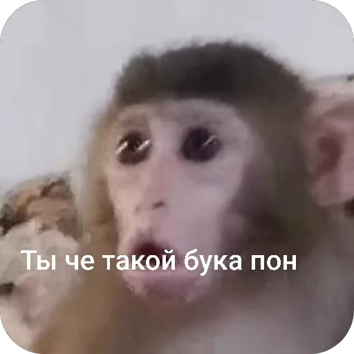 🧐 Стикер «БибиНевс» для Telegram