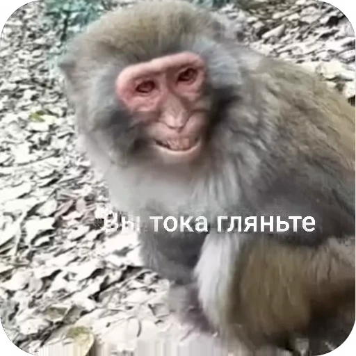 🤪 Стикер «БибиНевс» для Telegram