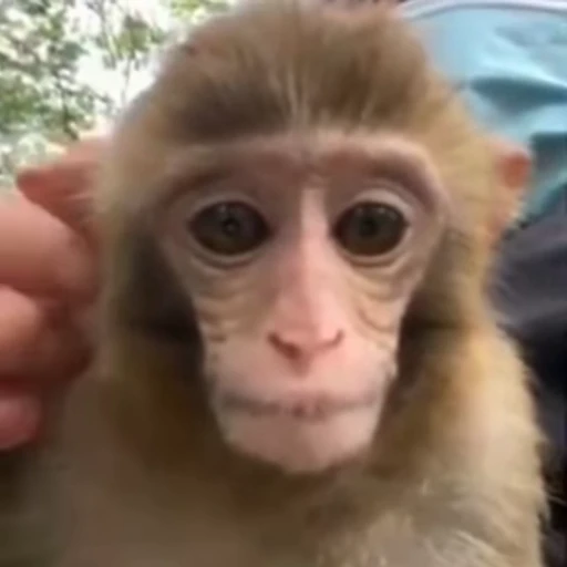 🐵 Стикер «Бибизьяны» для Telegram