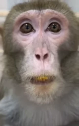 🥭 Стикер «Бибизьяны» для Telegram