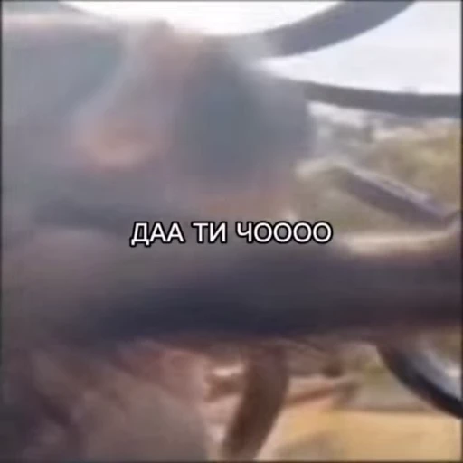 😨 Стикер «Бибизянки» для Telegram