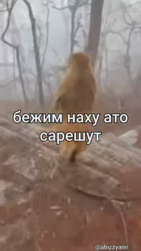😰 Стикер «Бибизянки» для Telegram