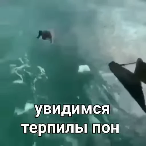 💦 Стикер «Бибизянки» для Telegram