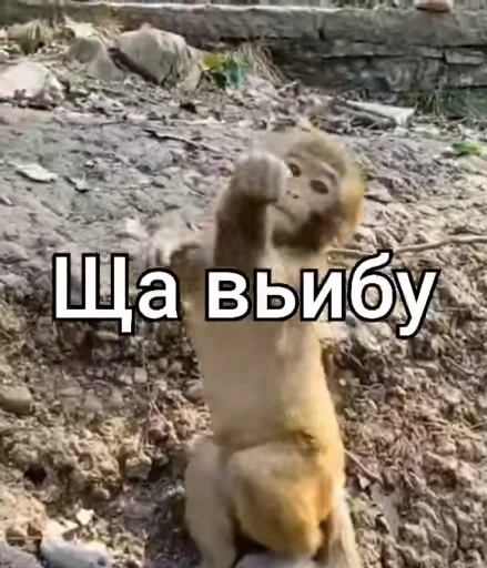 🌟 Стикер «Бибизянки» для Telegram