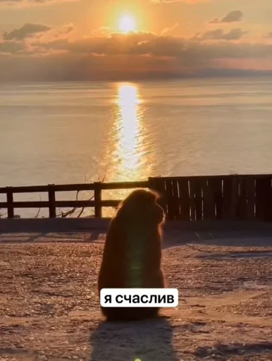 🥹 Стикер «Бибизянки» для Telegram