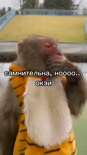 🌟 Стикер «Бибизянки» для Telegram