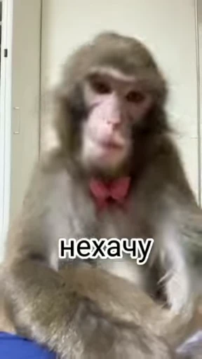 👎 Стикер «Бибизянки» для Telegram