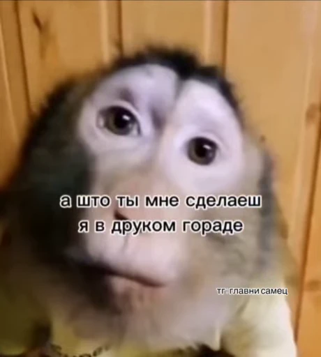 🌟 Стикер «Бибизянки» для Telegram