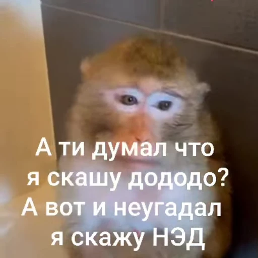 🌟 Стикер «Бибизянки» для Telegram