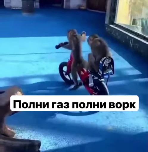🌟 Стикер «Бибизянки» для Telegram