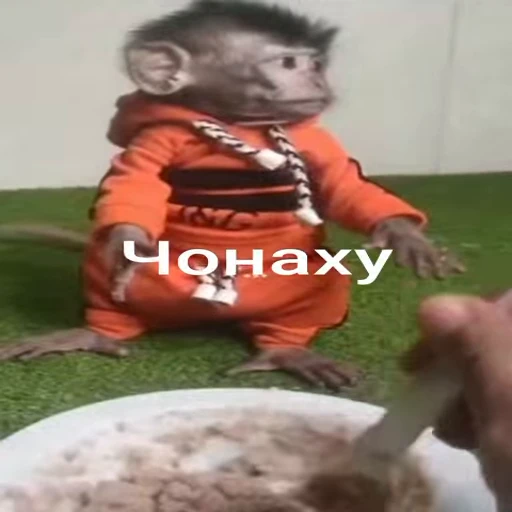 👻 Стикер «Бибизянки» для Telegram