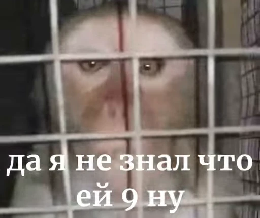 🌟 Стикер «Бибизянки» для Telegram