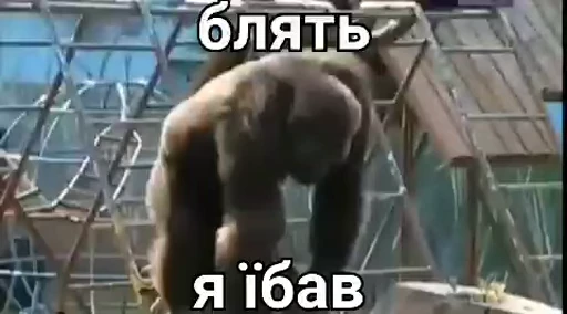 🙊 Стикер «Бибизянки» для Telegram