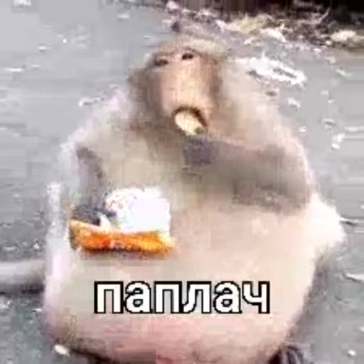 🌟 Стикер «Бибизянки» для Telegram