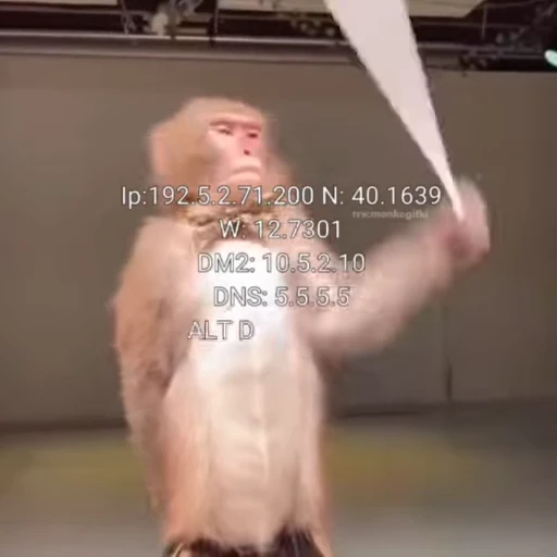 🌟 Стикер «Бибизянки» для Telegram