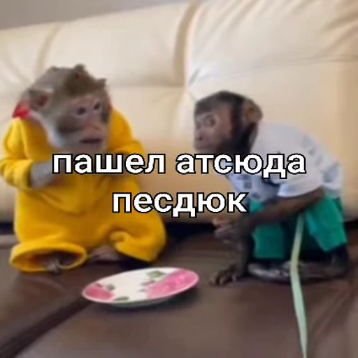 🤬 Стикер «Бибизянки» для Telegram