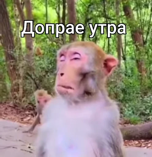 👋 Стикер «Бибизянки» для Telegram