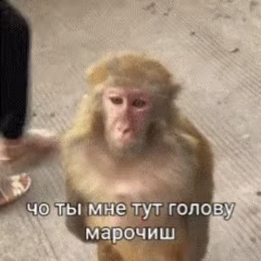 😠 Стикер «Бибизянки» для Telegram
