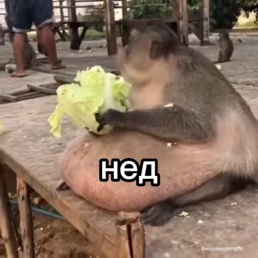 😜 Стикер «Бибизянки» для Telegram