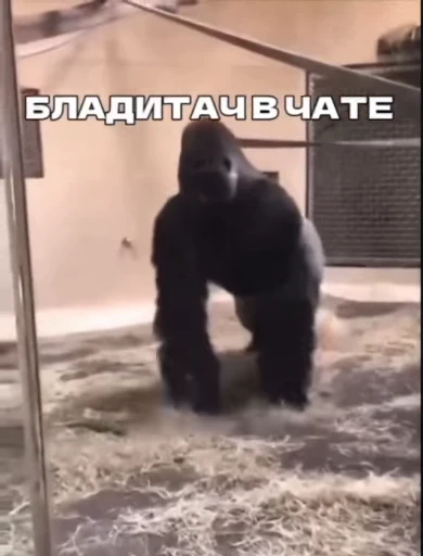 🌟 Стикер «Бибизянки» для Telegram