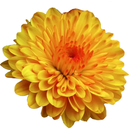 🌼 Стикер «Big Flowers» для Telegram