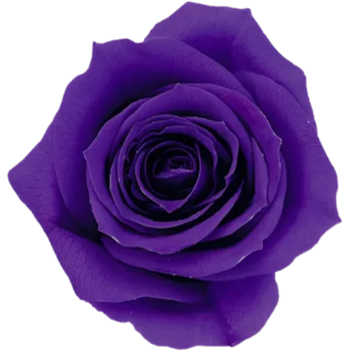 🌸 Стикер «Big Flowers» для Telegram