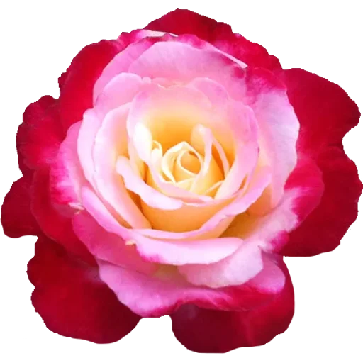 🌹 Стикер «Big Flowers» для Telegram