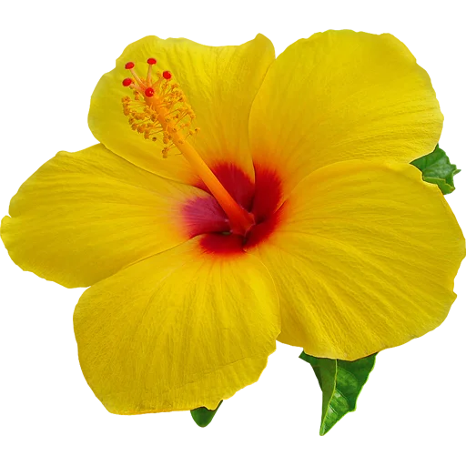 🌺 Стикер «Big Flowers» для Telegram