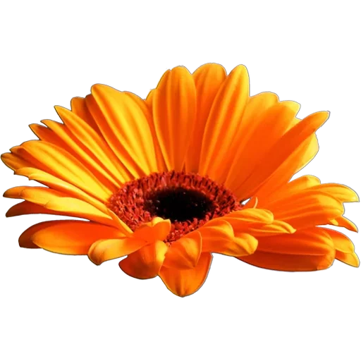 🌸 Стикер «Big Flowers» для Telegram
