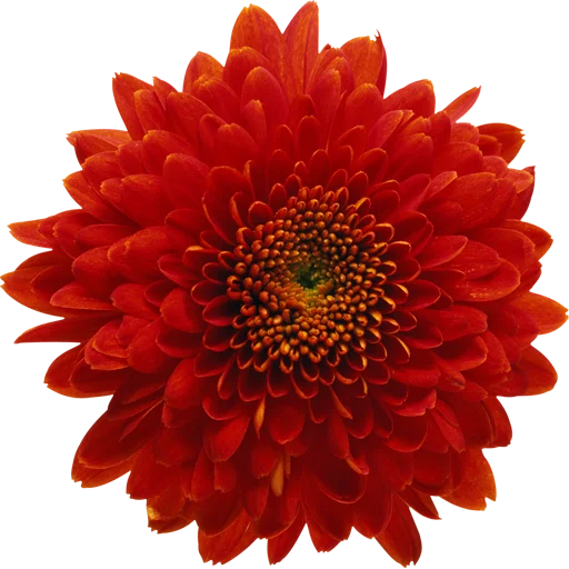 🌸 Стикер «Big Flowers» для Telegram