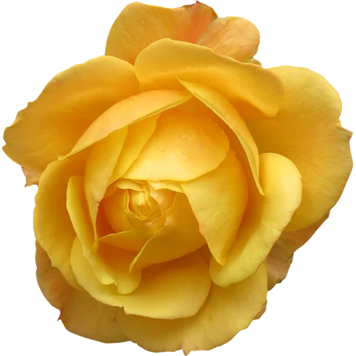🌼 Стикер «Big Flowers» для Telegram
