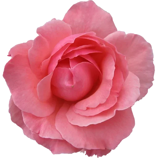 🌹 Стикер «Big Flowers» для Telegram