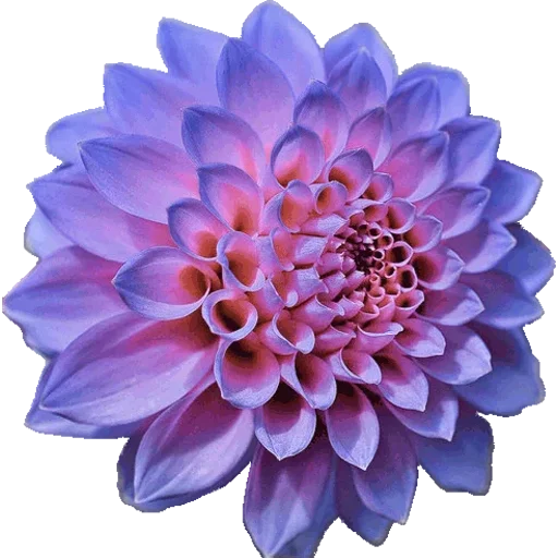 🌸 Стикер «Big Flowers» для Telegram