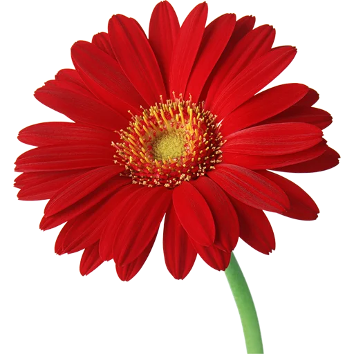 🌸 Стикер «Big Flowers» для Telegram