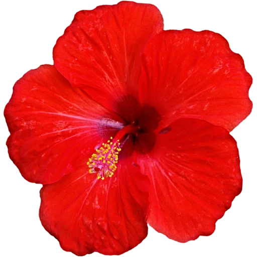 🌺 Стикер «Big Flowers» для Telegram
