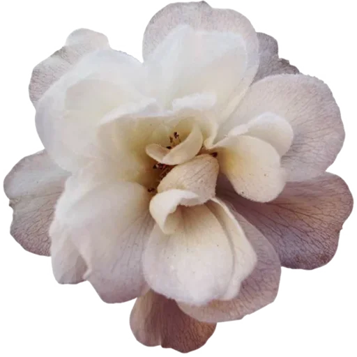 🌸 Стикер «Big Flowers» для Telegram
