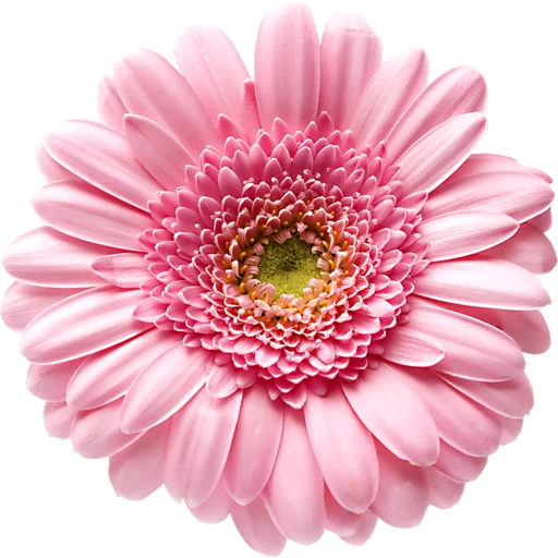 🌸 Стикер «Big Flowers» для Telegram